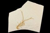 Bargain, Fossil Lobster (Mecochirus) - Germany #143785-1